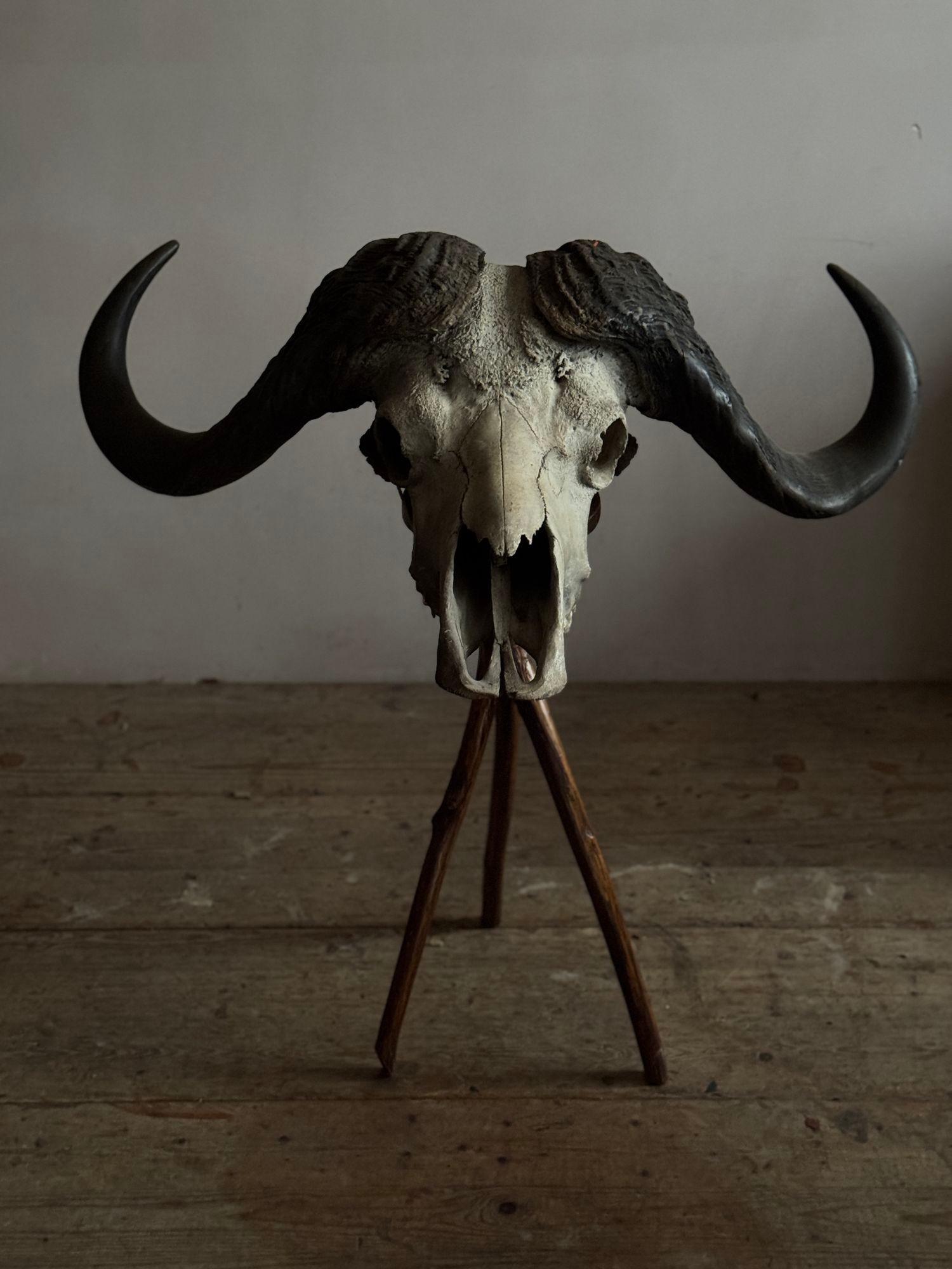 Bone Cape Buffalo Skull For Sale