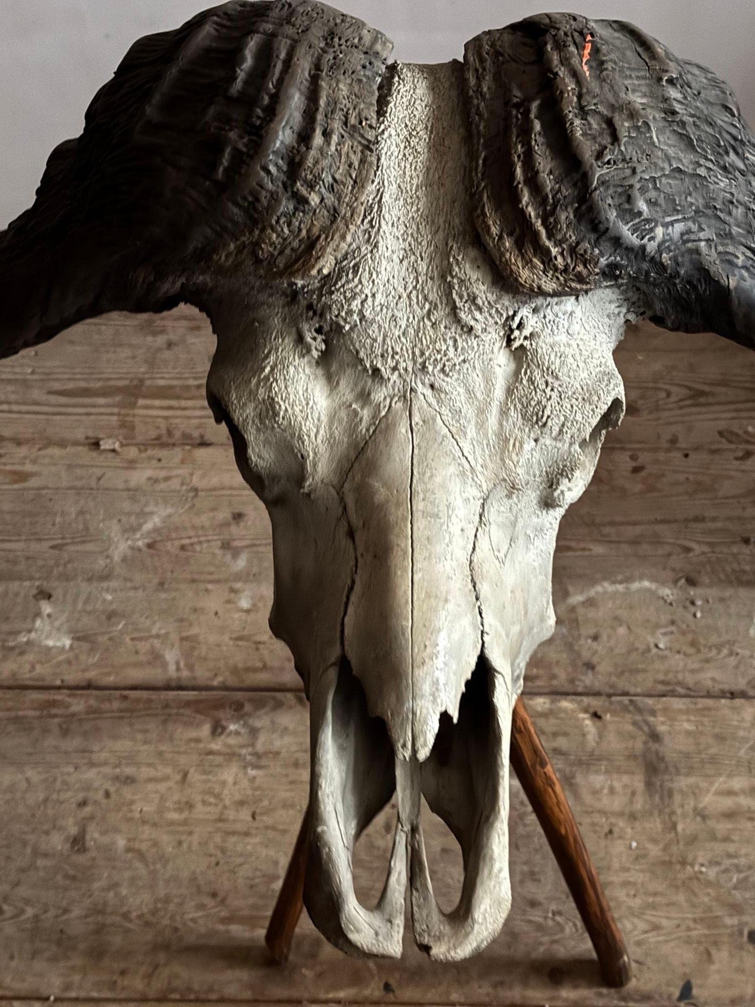 Cape Buffalo Skull For Sale 1
