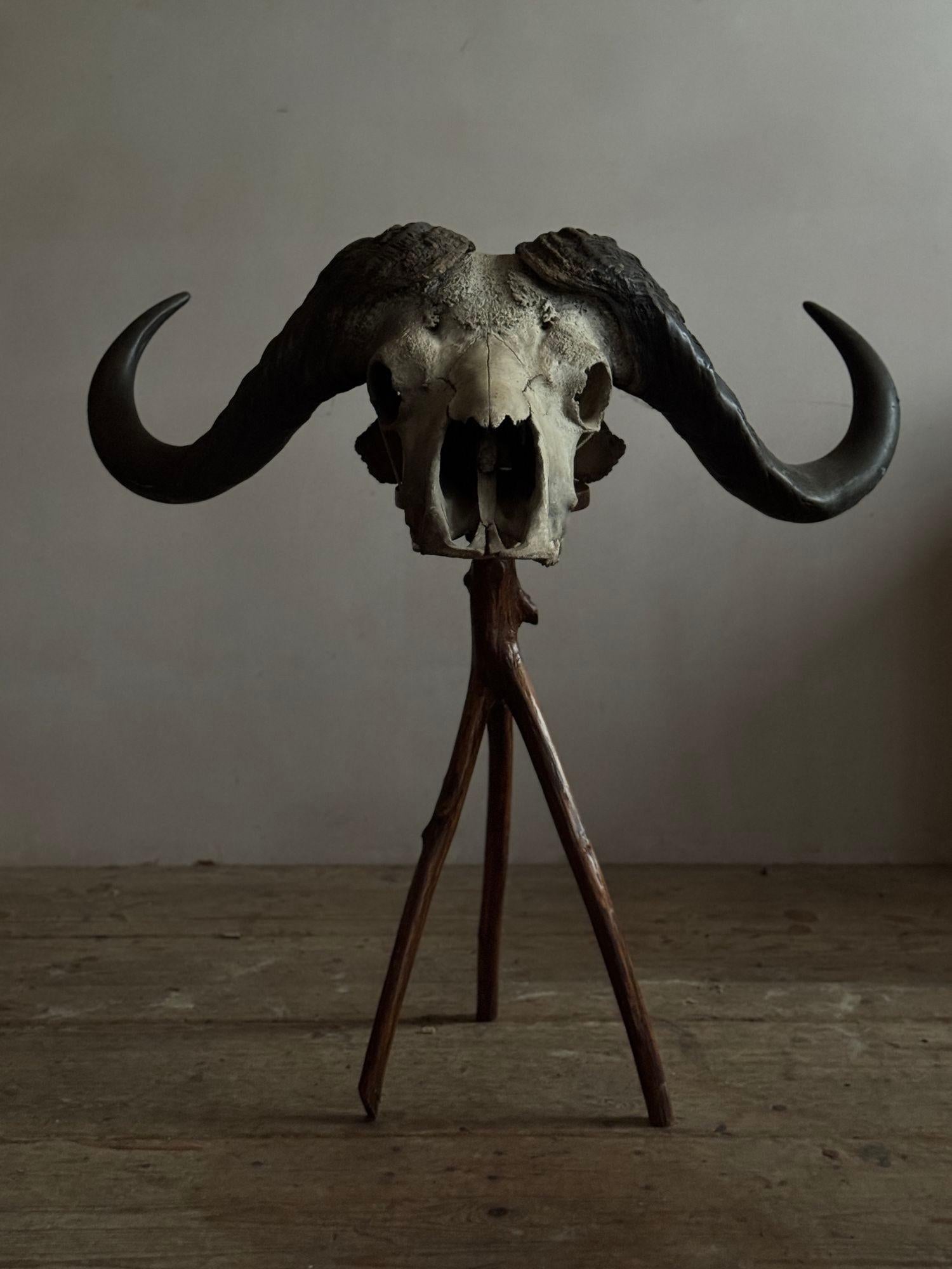 Cape Buffalo Skull For Sale 2