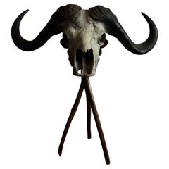 Cráneo de búfalo del Cabo