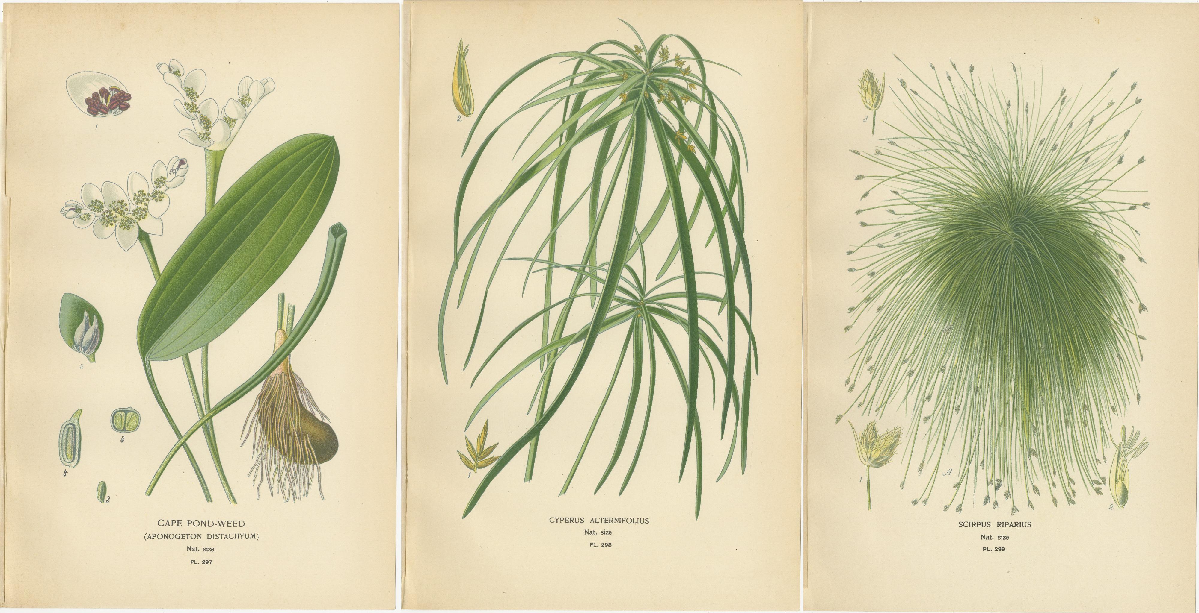 Titolo: Stampe botaniche antiche - Cape Pond-weed, Cyperus Alternifolius & Scirpus Riparius - c.1897

Questo squisito set di tre antiche cromolitografie botaniche, risalenti al 1897 circa, presenta uno studio di piante acquatiche e palustri, rese