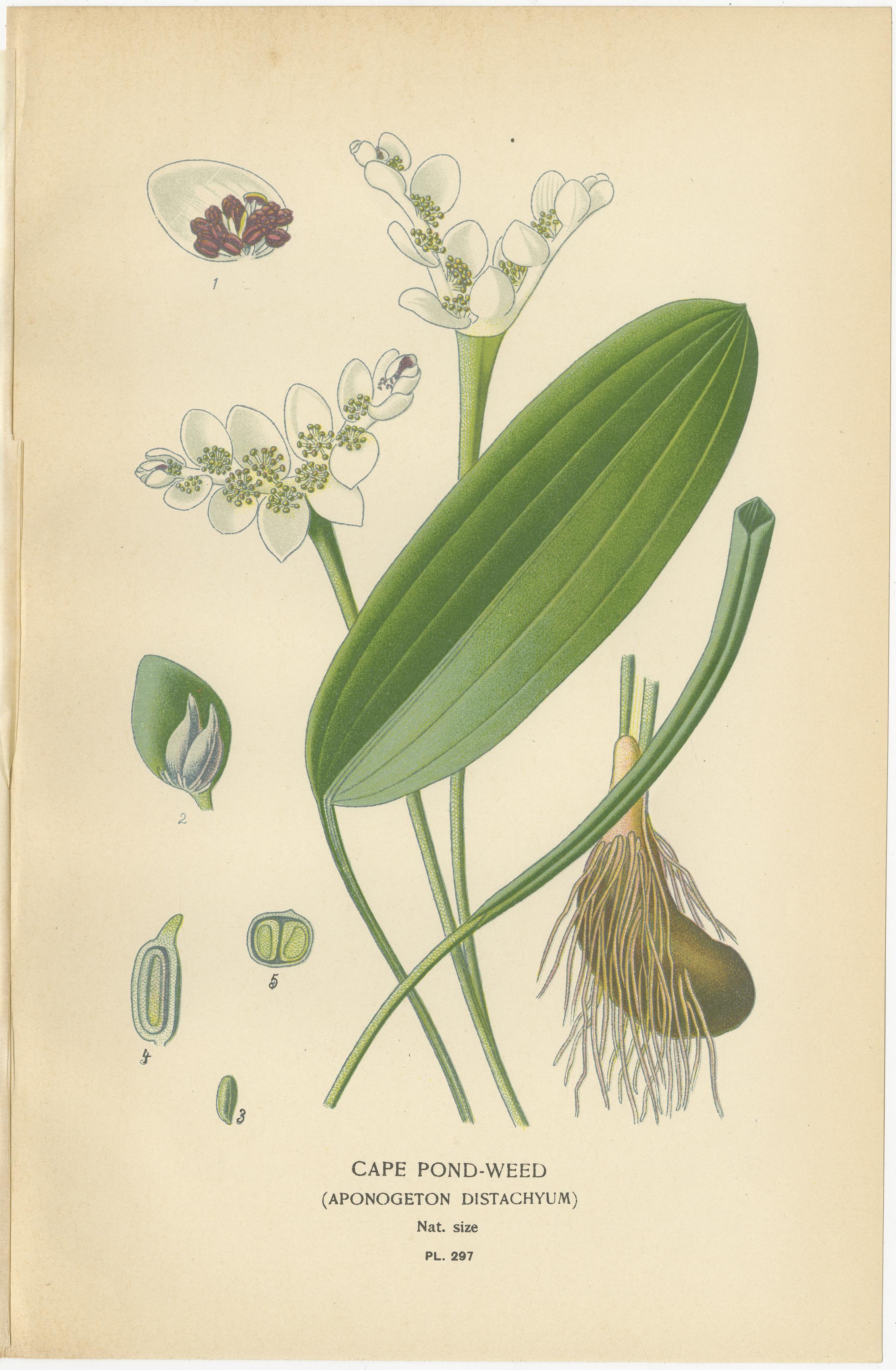 Inglese Cape Pondweed, Umbrella Plant e Bulrush - Stampe botaniche antiche del 1897 ca. in vendita