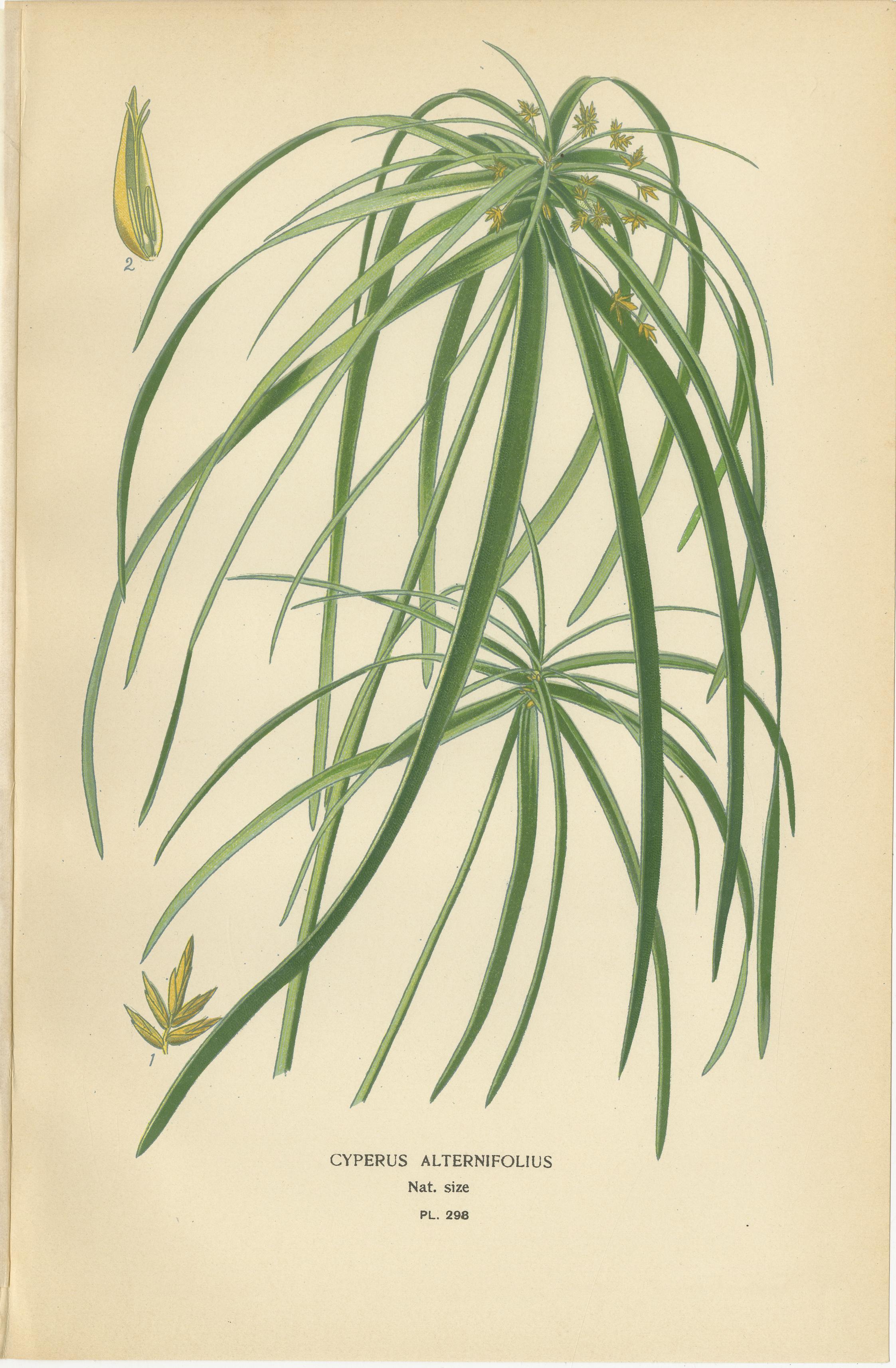 Cape Pondweed, Umbrella Plant e Bulrush - Stampe botaniche antiche del 1897 ca. In condizioni buone in vendita a Langweer, NL