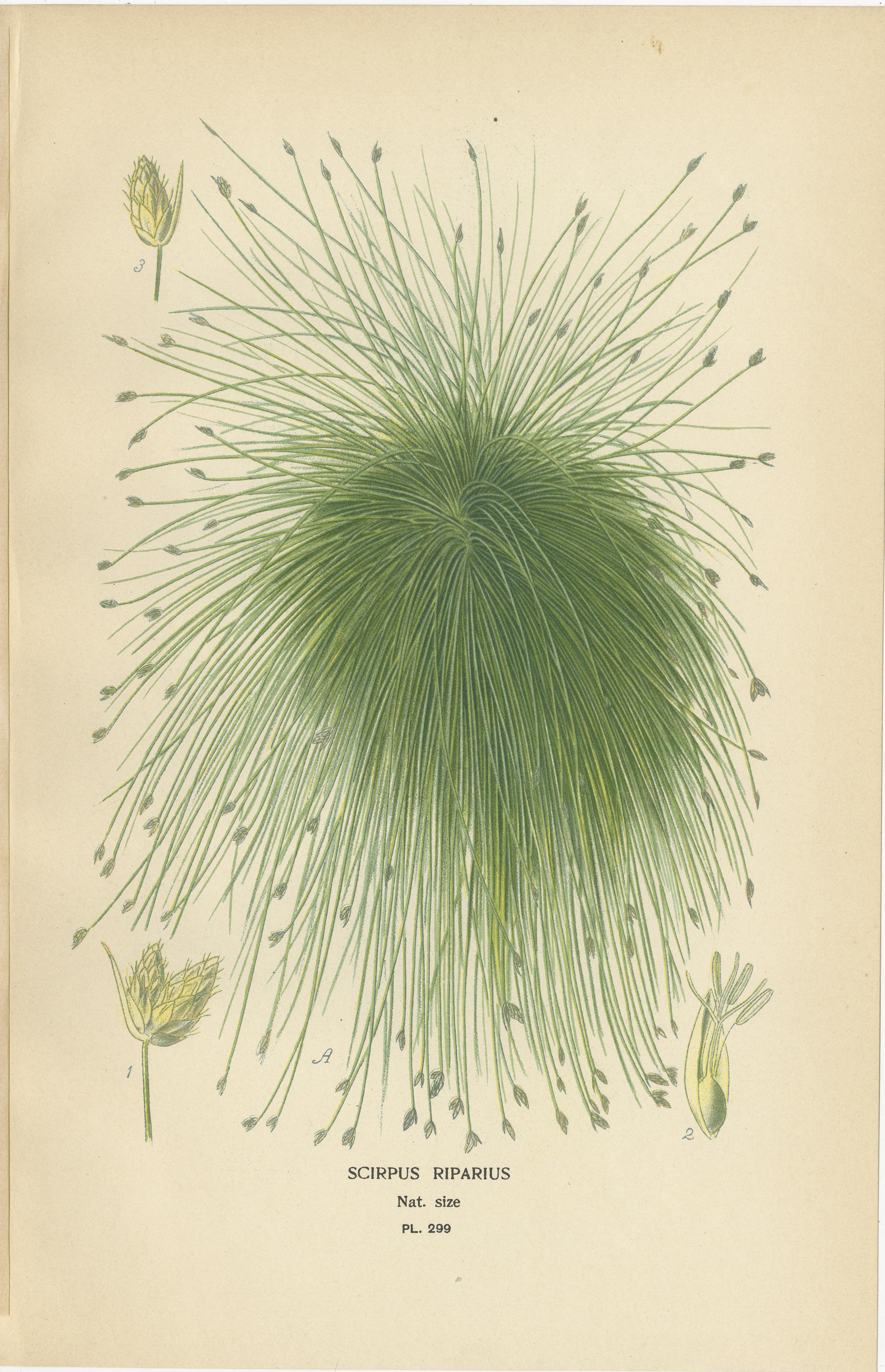 XIX secolo Cape Pondweed, Umbrella Plant e Bulrush - Stampe botaniche antiche del 1897 ca. in vendita