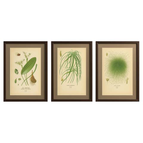 Cape Pondweed, Umbrella Plant & Bulrush – Antique Botanical Prints c.1897