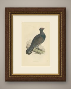 Capercaillie on a Fallen Log in Snowy Pines, Antique Bird Print, Morris, 1896