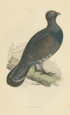 Capercaillie on a Fallen Log in Snowy Pines, Antique Bird Print, Morris, 1896