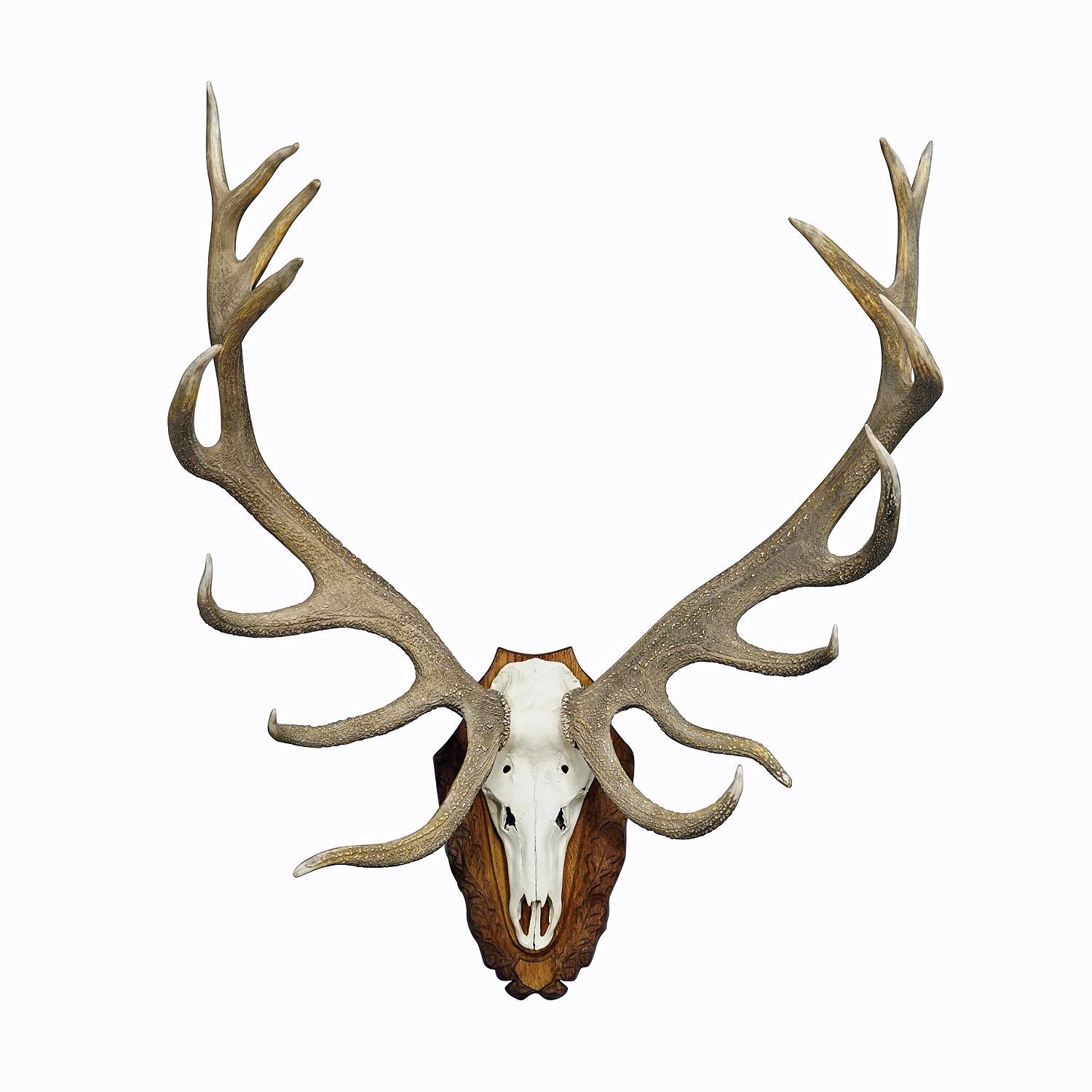 Capital Black Forest 16 Pointer Deer Trophy on Wooden Plaque

A very large 16 pointer deer (Cervus elaphus) trophy from the Black Forest. The trophy was shot around 1950s. The large antlers are mounted on a carved oak wood plaque. Weight 20.7 pound