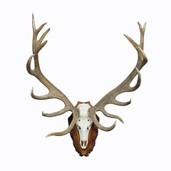 Capital Black Forest 16 Pointer Deer Trophy on Wooden Plaque