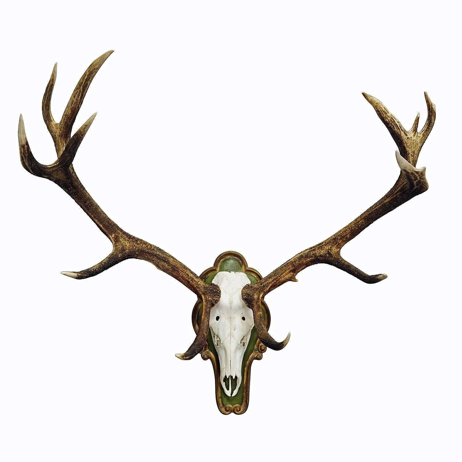 Capital Black Forest 16 Pointer Deer Trophy on Wooden Plaque

A very large 16 pointer deer (Cervus elaphus) trophy from the Black Forest. The trophy was shot around 1950s. The large antlers are mounted on a carved and painted wood plaque. Weight