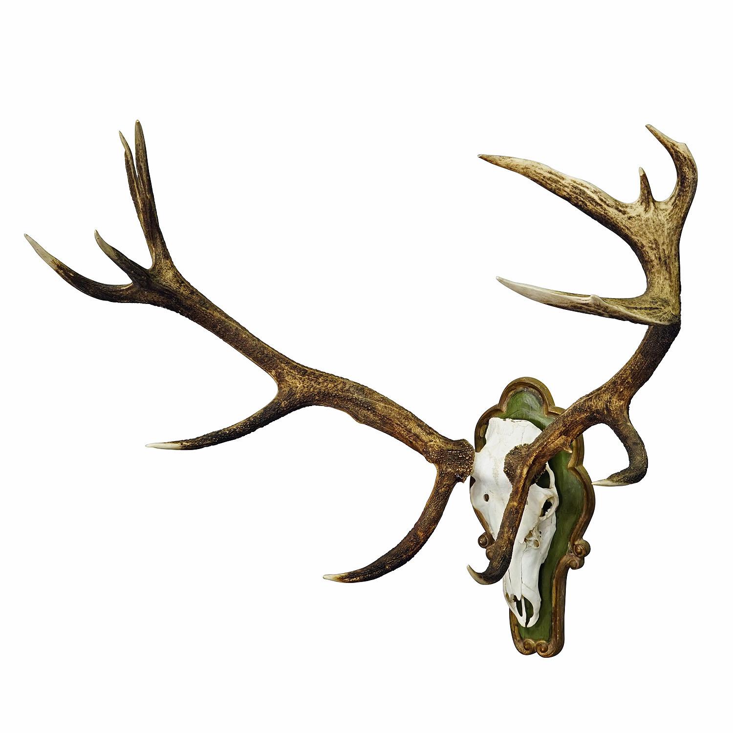 German Capital Black Forest 16 Pointer Deer Trophy on Wooden Plaque For Sale