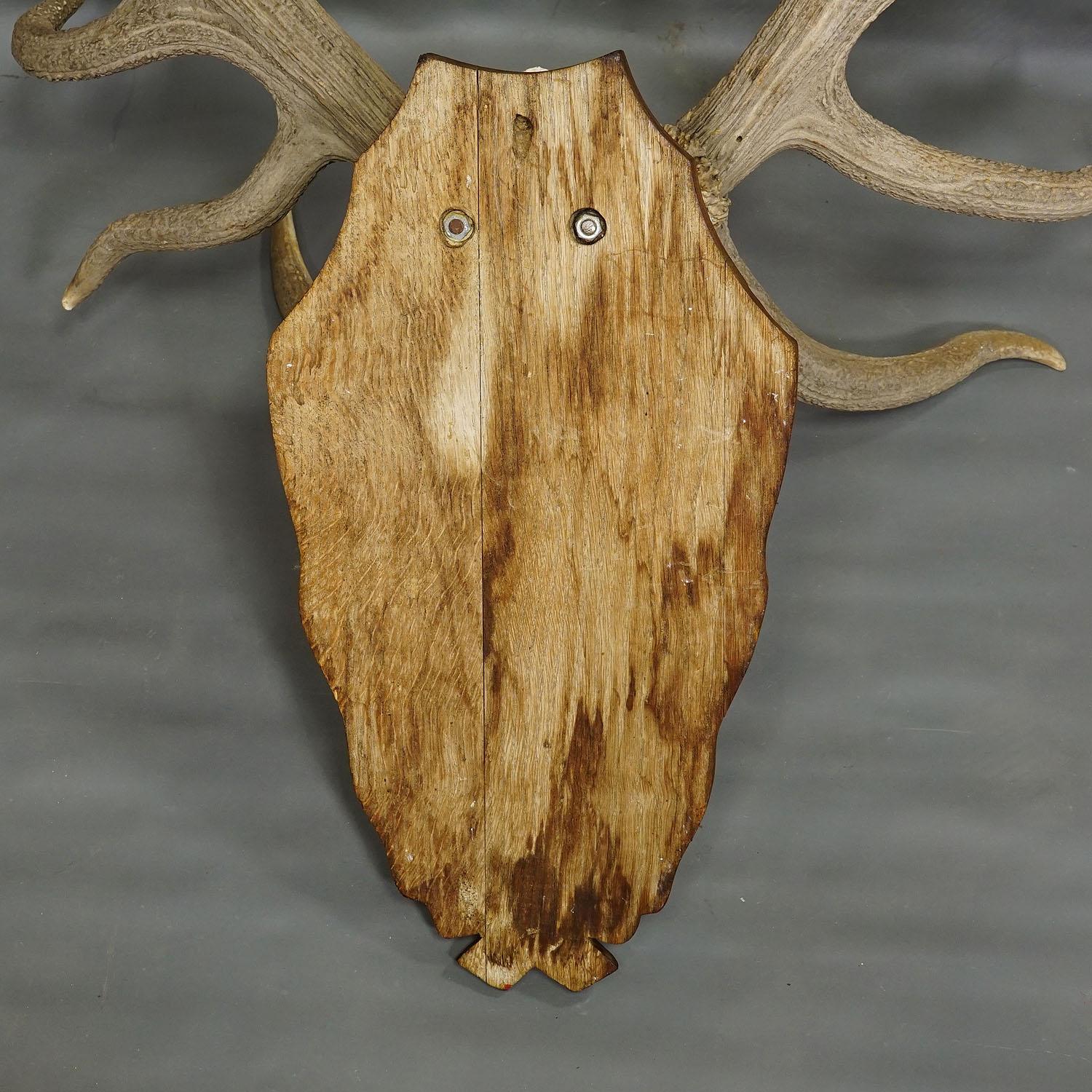 Horn Capital Black Forest 16 Pointer Deer Trophy on Wooden Plaque