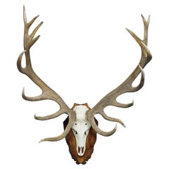 Retro Capital Black Forest 16 Pointer Deer Trophy on Wooden Plaque