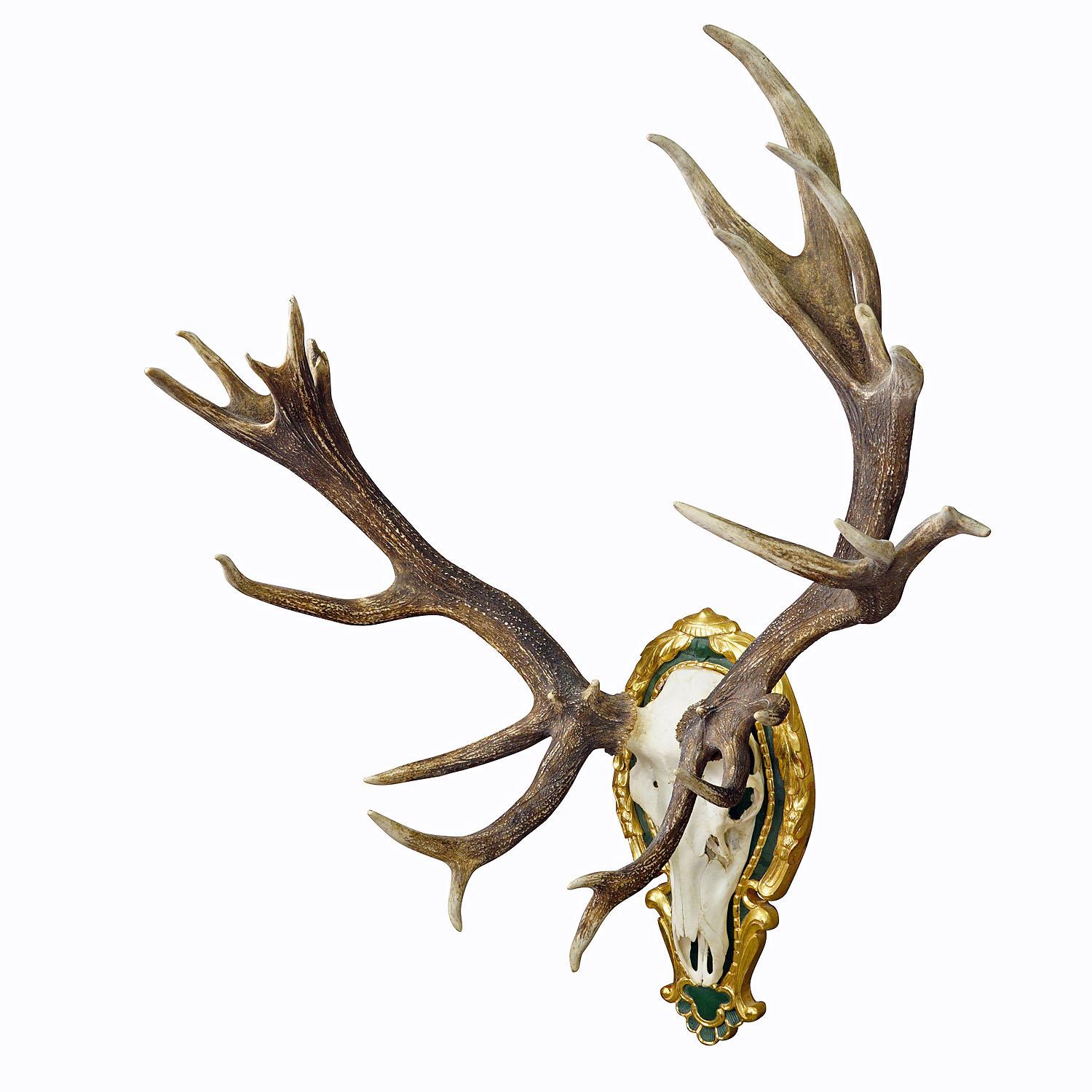 Capital Black Forest Uneven 32 Pointer Deer Trophy on Wooden Plaque

A massive uneven 32 pointer deer (Cervus elaphus) trophy from the Black Forest. The trophy was shot around 1950s. The large antlers are mounted on a carved, painted and gilded