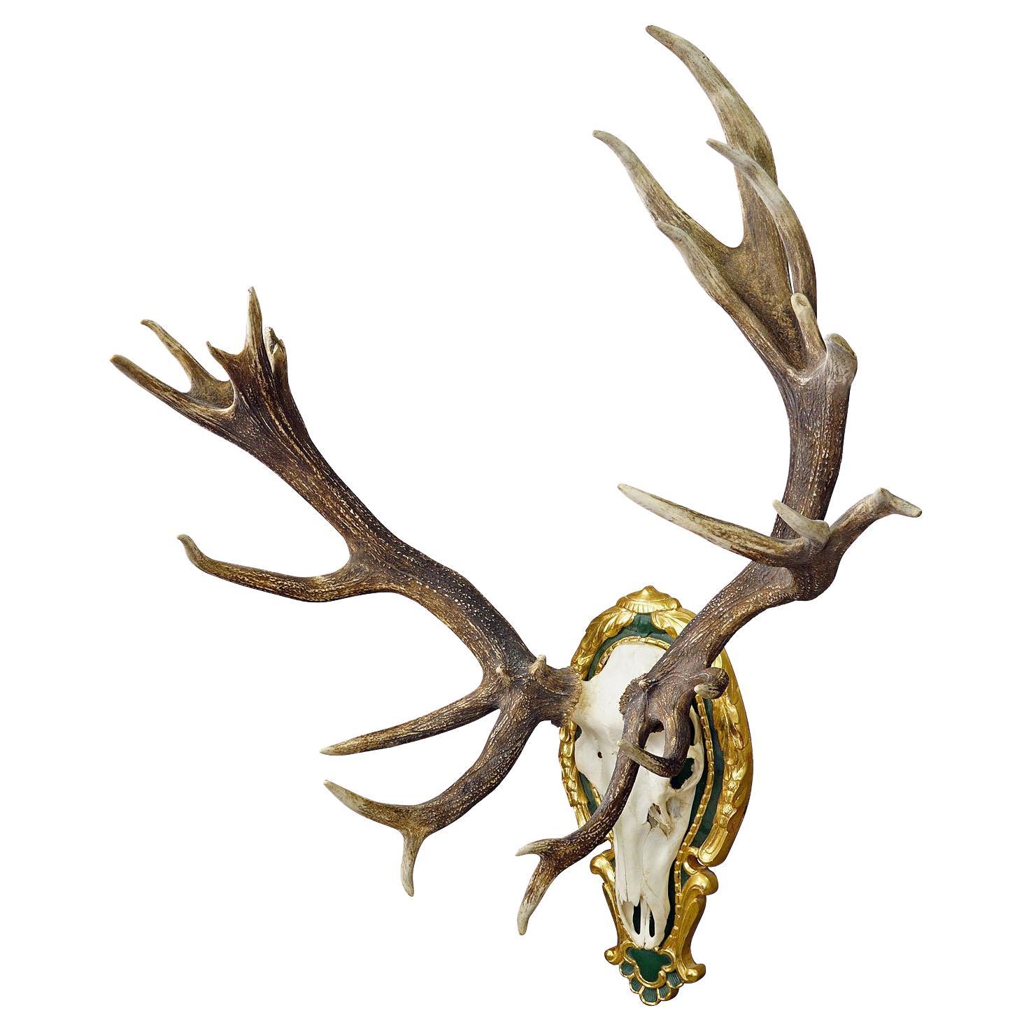 Capital Black Forest Uneven 32 Pointer Deer Trophy on Wooden Plaque For Sale