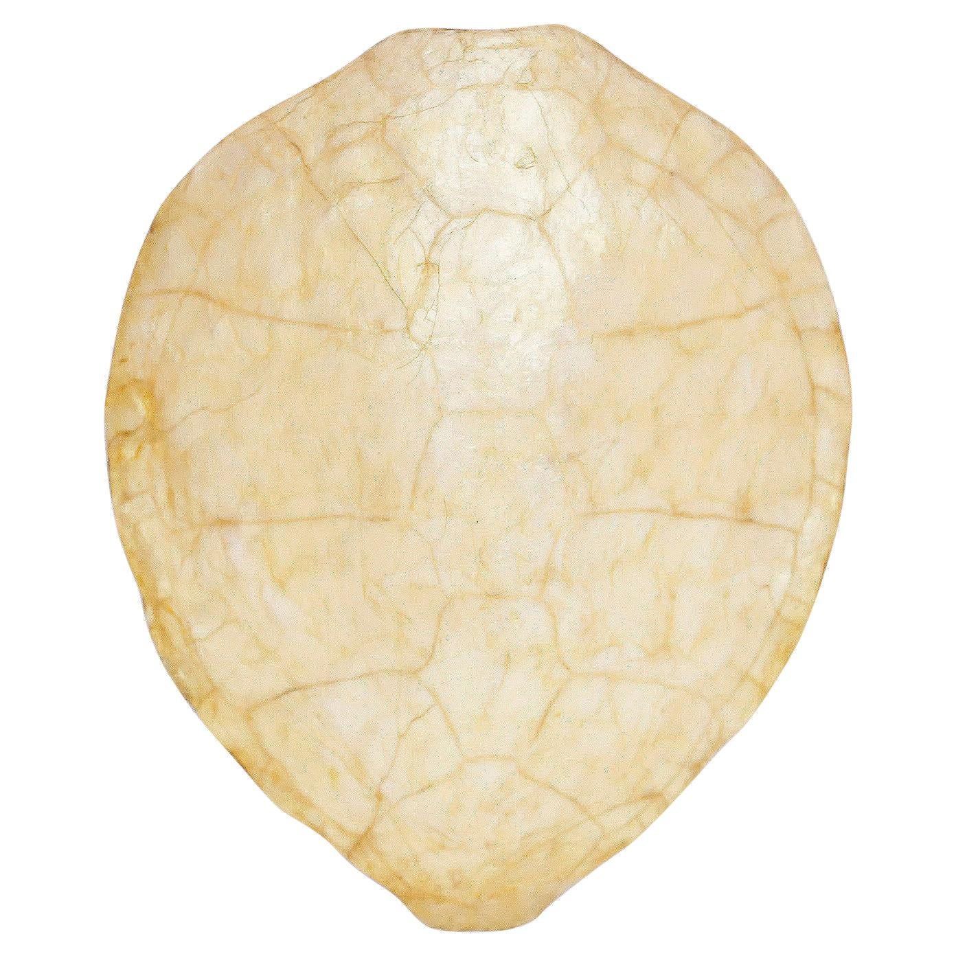 Capiz Turtle Shell Form