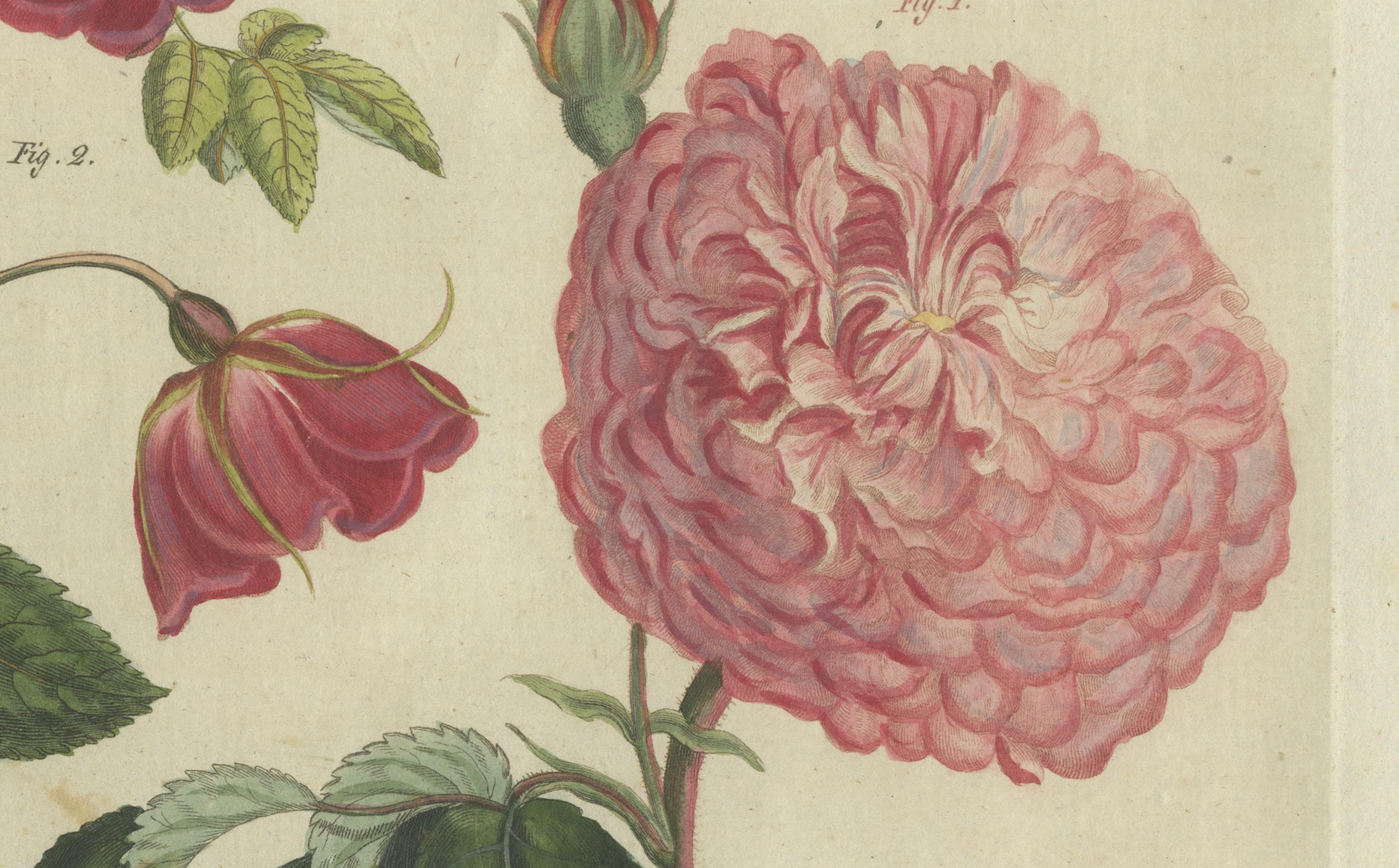 Engraved Captivating 1805 Hand-Colored Engraving of Wild and Cultivated Roses For Sale