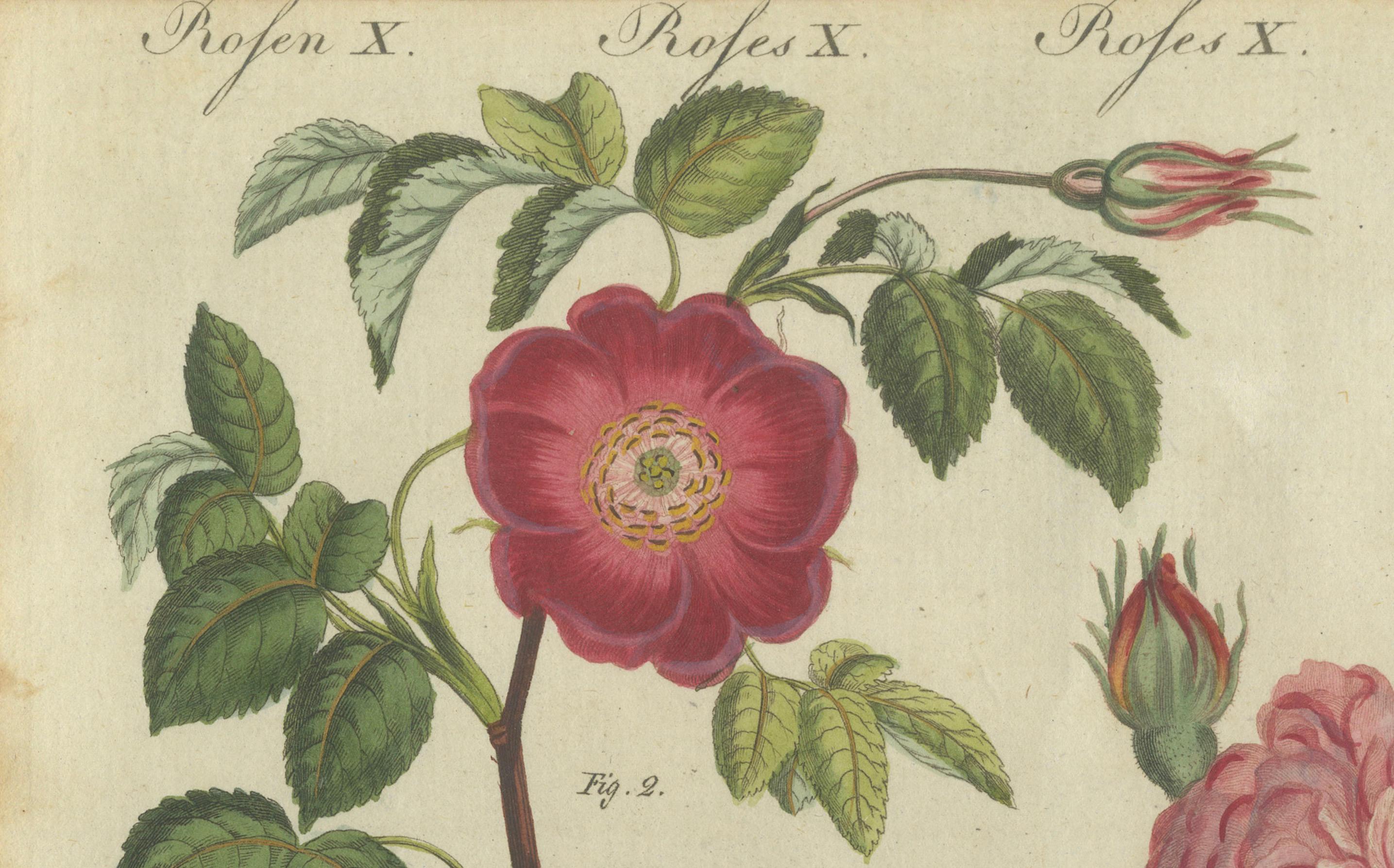 Captivating 1805 Hand-Colored Engraving of Wild and Cultivated Roses In Good Condition For Sale In Langweer, NL