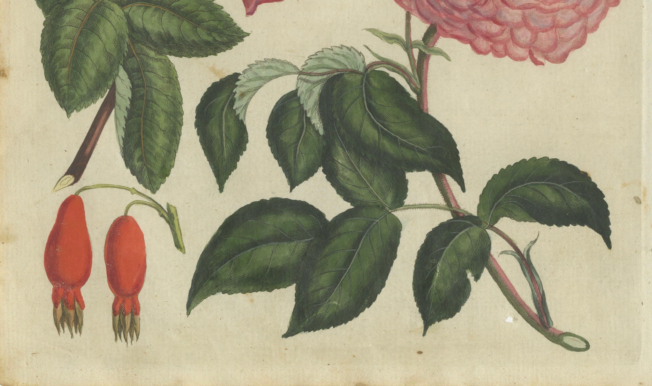 Early 19th Century Captivating 1805 Hand-Colored Engraving of Wild and Cultivated Roses For Sale