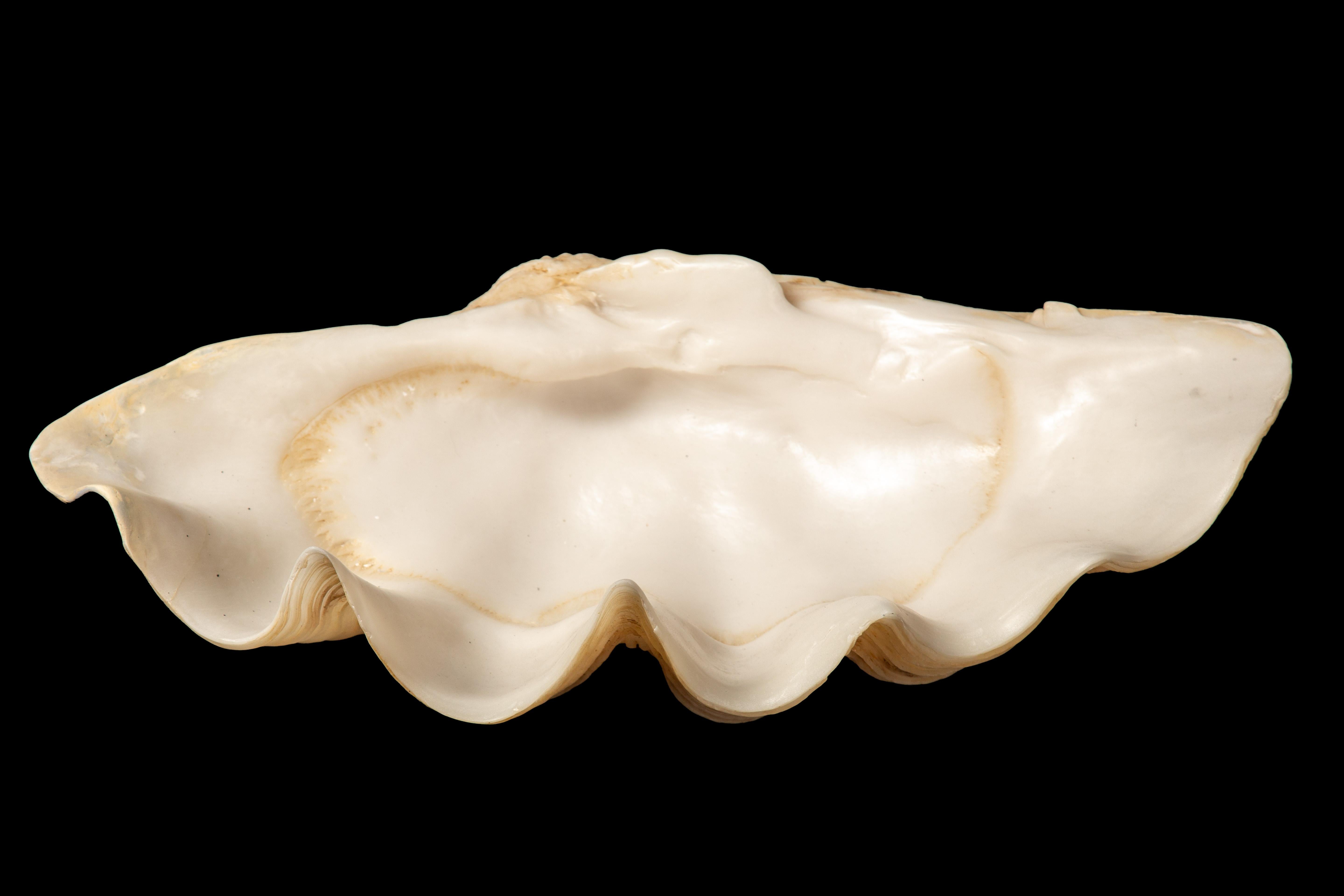 Exquisite and remarkably lifelike giant clam shell, crafted with the utmost precision from durable resin. This stunning piece not only captures the majestic beauty of a genuine clam shell but also exudes an aura of opulence and sophistication. Its