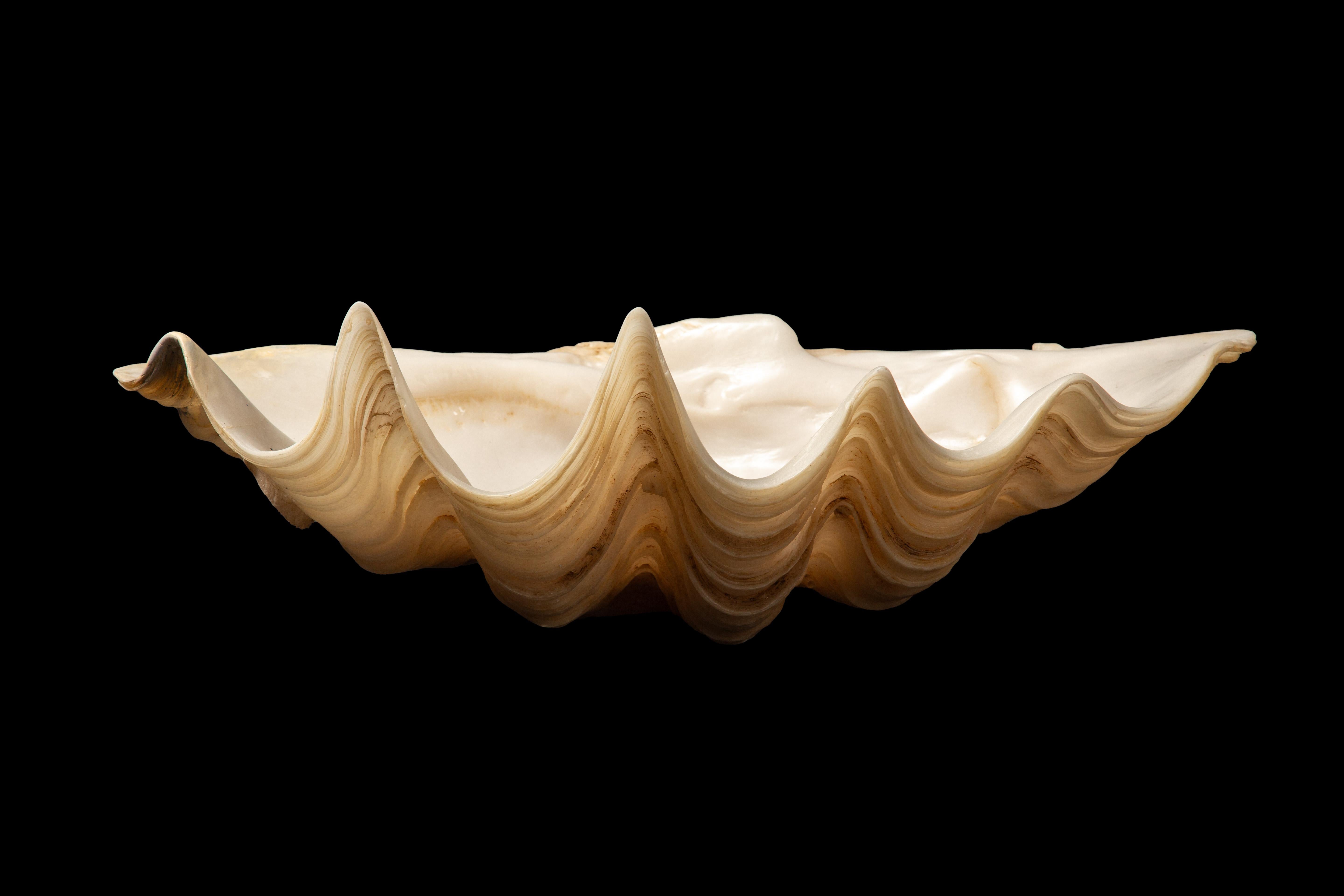 Other Captivating Giant Clam Shell Serving Dish by Creel and Gow