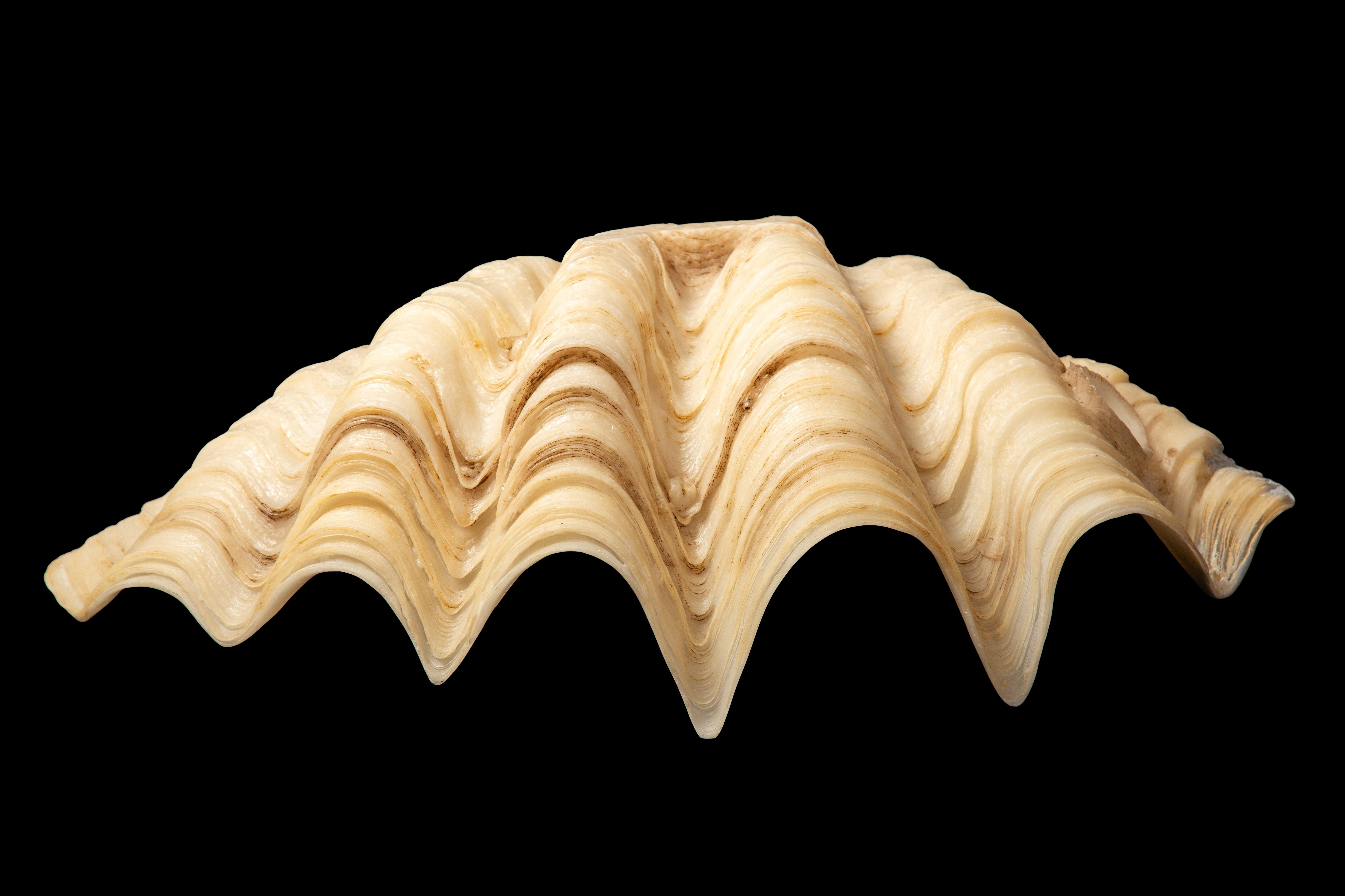 American Captivating Giant Clam Shell Serving Dish by Creel and Gow