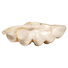 Captivating Giant Clam Shell Serving Dish by Creel and Gow