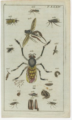 Captivating Natural History Prints: Insects, Life Cycles and Rare Details, 1832