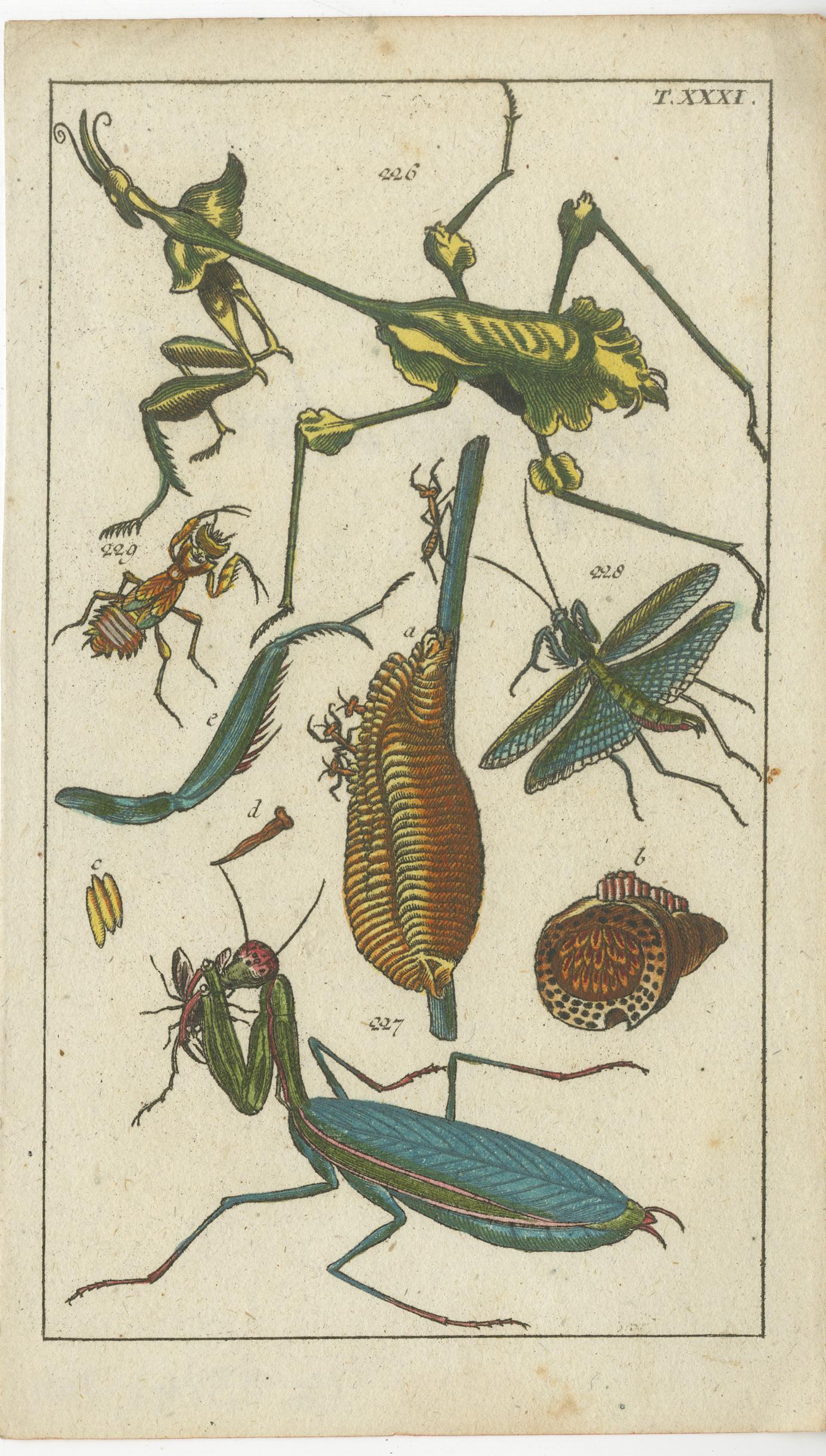 Captivating Natural History Prints: Insects, Life Cycles and Rare Details, 1832 In Good Condition For Sale In Langweer, NL