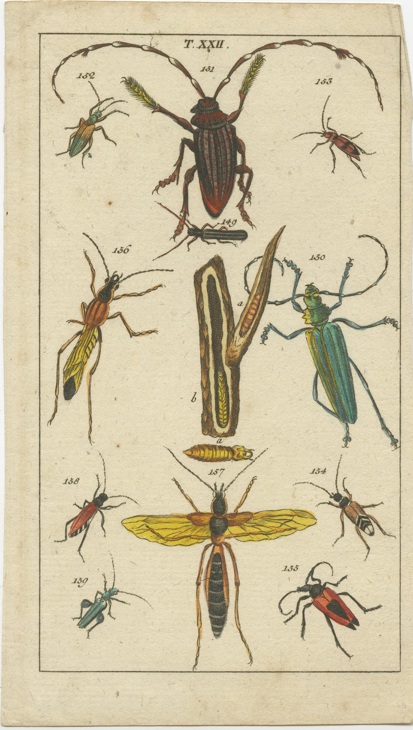 Mid-19th Century Captivating Natural History Prints: Insects, Life Cycles and Rare Details, 1832 For Sale