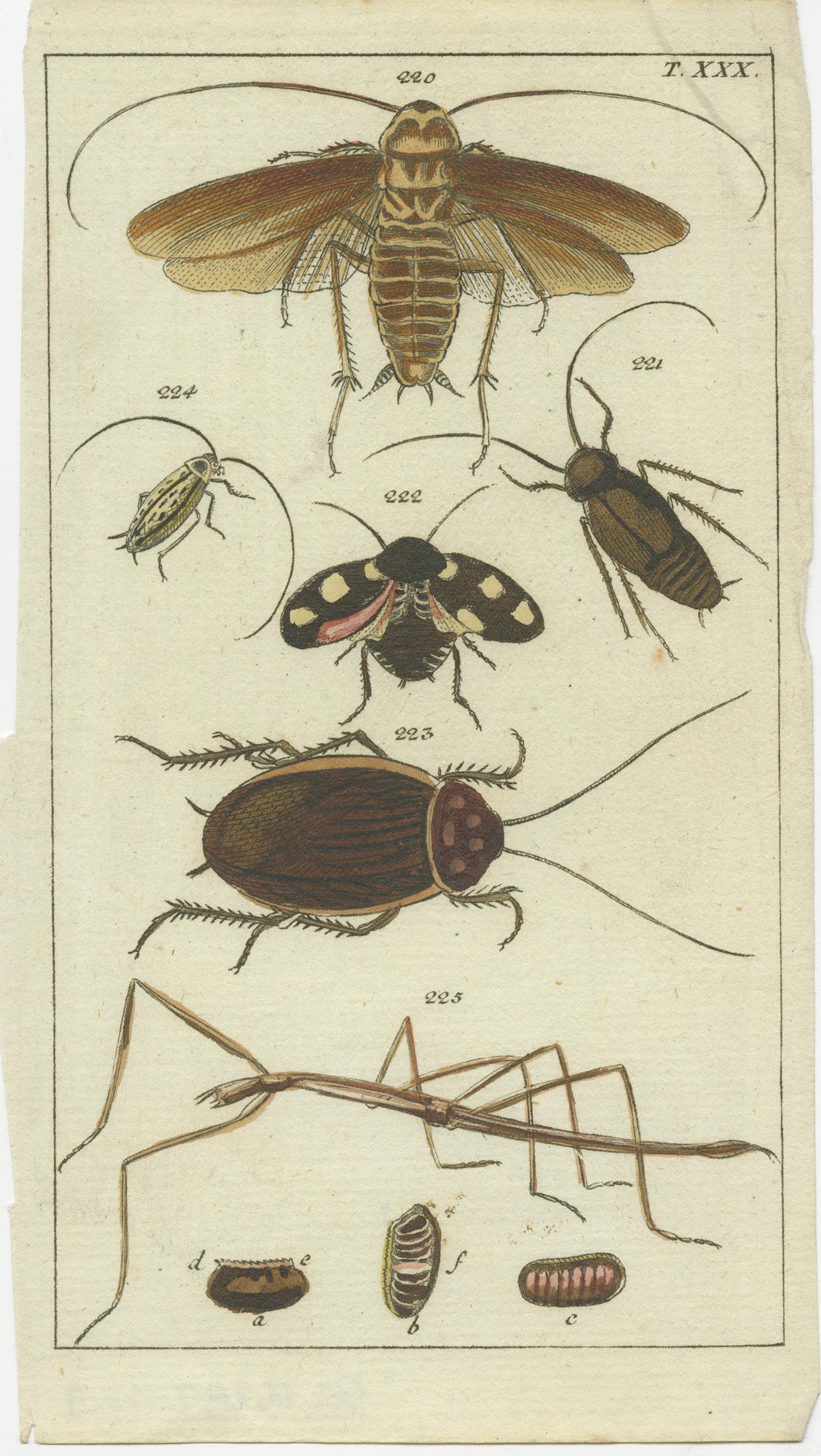 Paper Captivating Natural History Prints: Insects, Life Cycles and Rare Details, 1832 For Sale