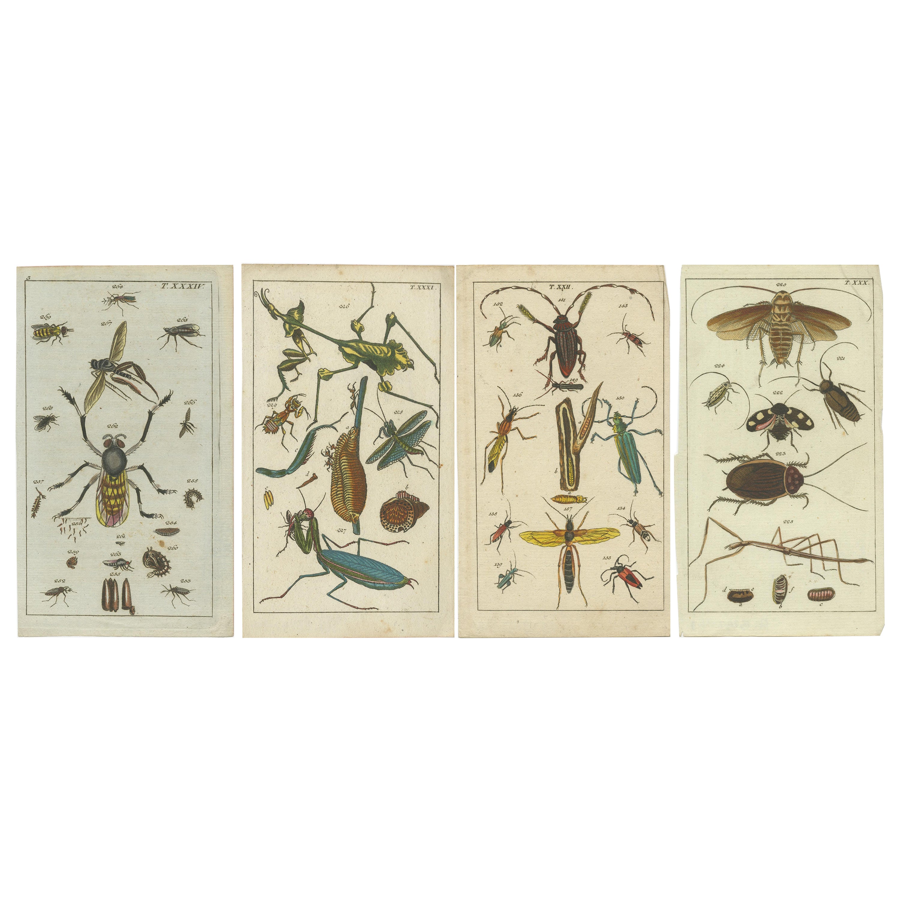 Bezaubernde Drucke der Naturgeschichte: Insekten, Lebenszyklen und seltene Details, 1832