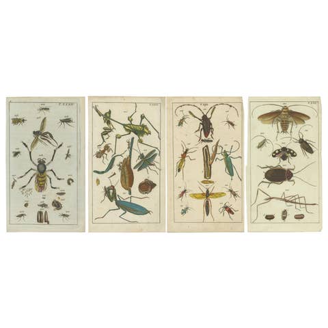 Captivating Natural History Prints: Insects, Life Cycles and Rare Details, 1832