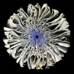 Limited Edition Archival Pigment Print by Cara Barer, Iris, Framed in Black