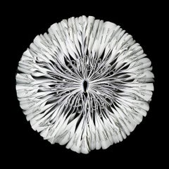 Limited Edition Archival Pigment Print by Cara Barer, Oxford, Framed in Black