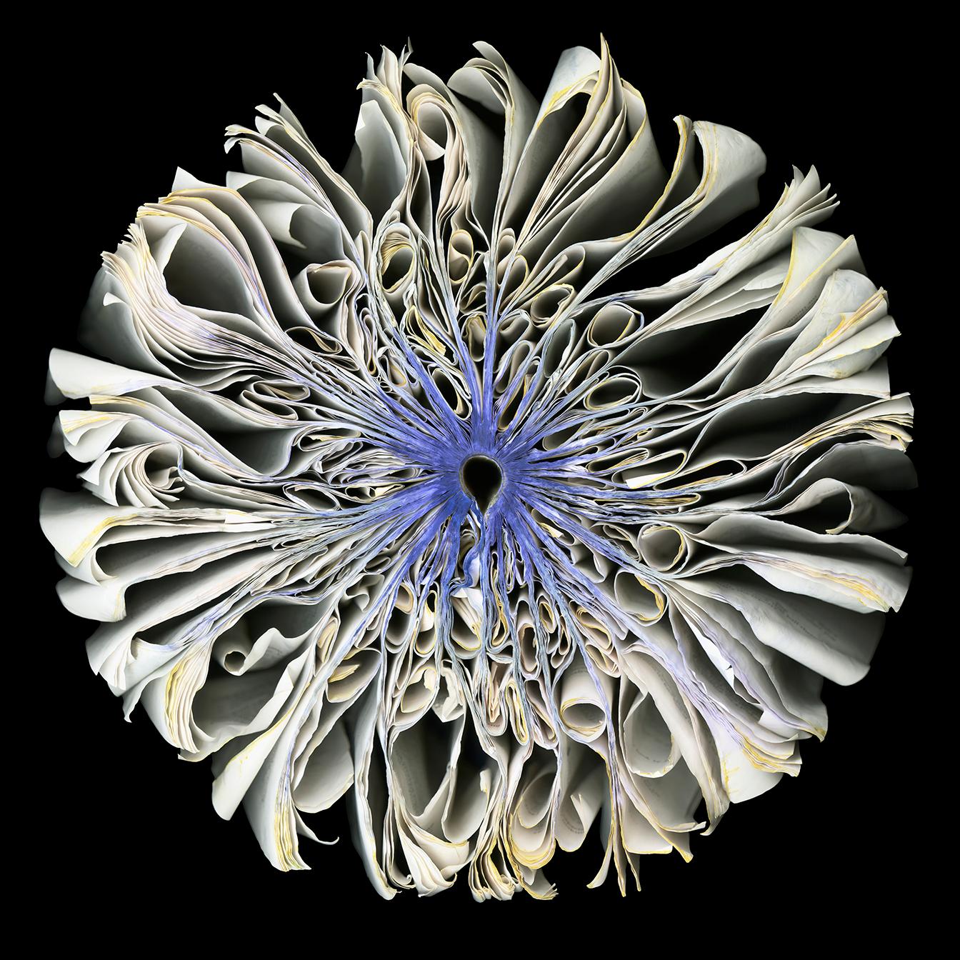 White Iris 1/9 - Photograph by Cara Barer