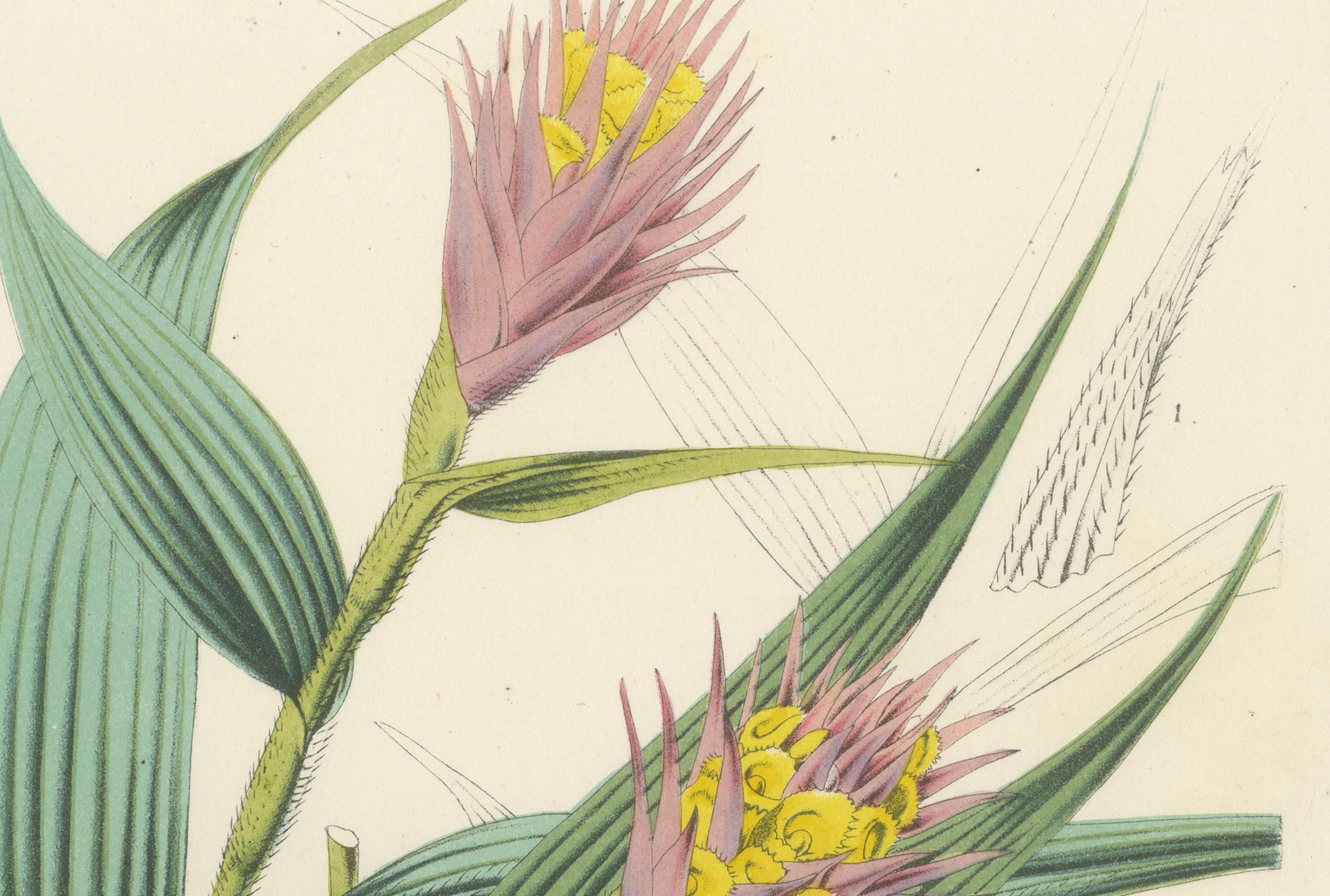 Caravata Plant Botanical Illustration by Louis van Houtte, 19th Century

This botanical illustration features Evelyna caravata, commonly known as the Caravata Plant, notable for its striking inflorescence and textured foliage. The artwork, measuring