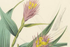 Caravata Plant Botanical Illustration by Louis van Houtte, 19th Century
