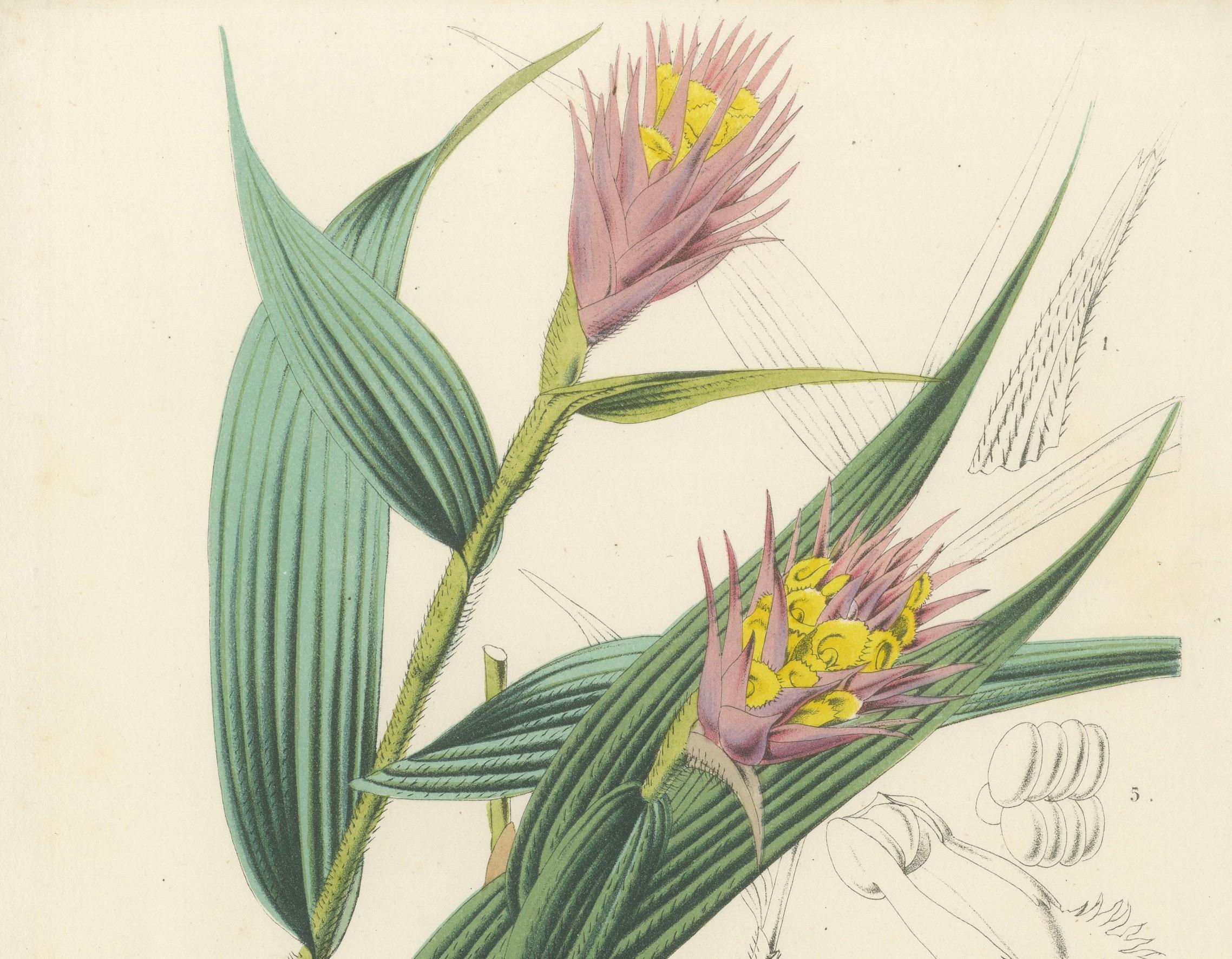 Caravata Plant Botanical Illustration by Louis van Houtte, 19th Century In Good Condition For Sale In Langweer, NL