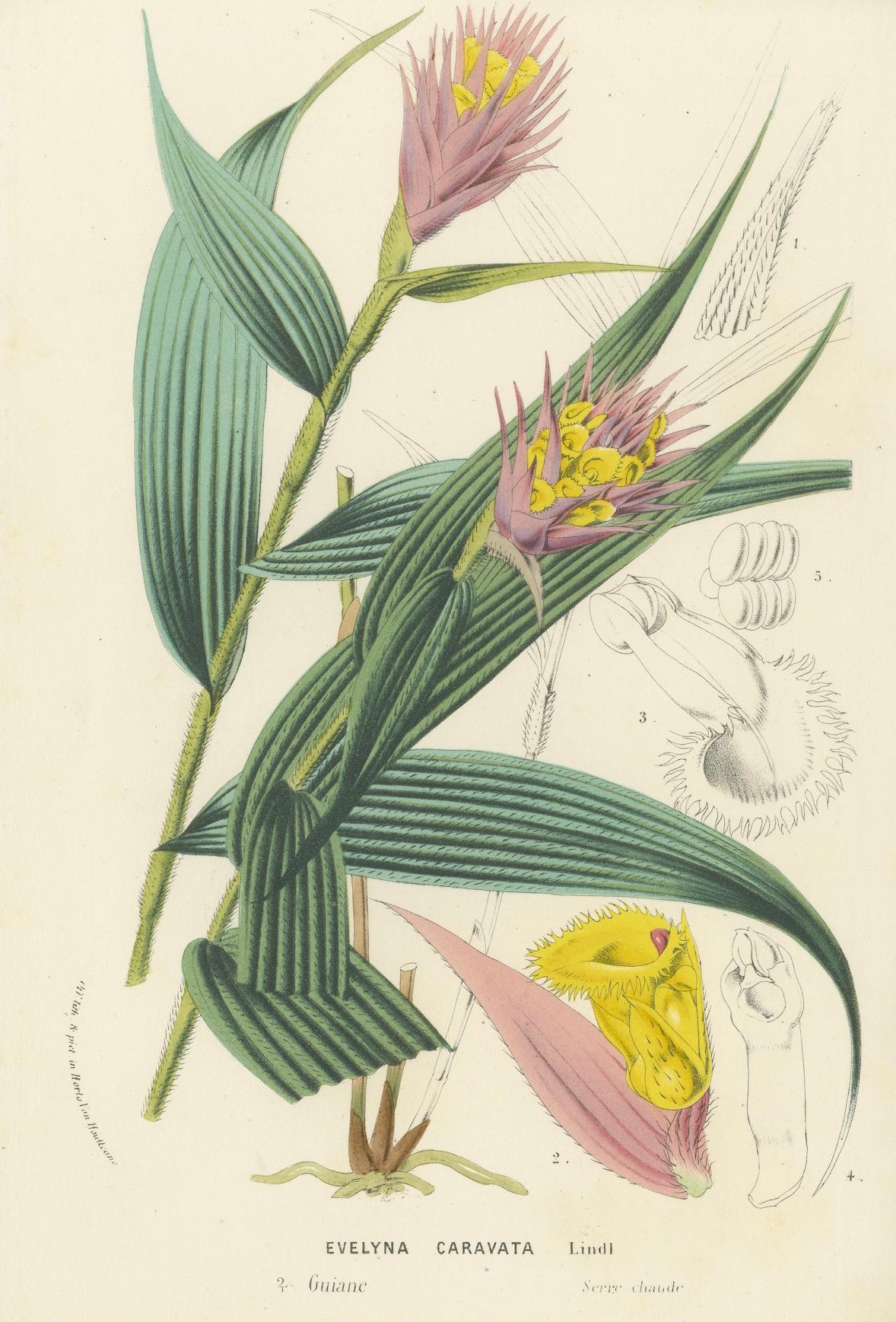 Paper Caravata Plant Botanical Illustration by Louis van Houtte, 19th Century For Sale