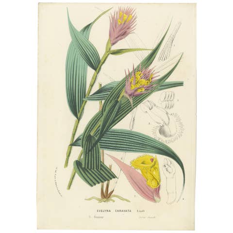 Caravata Plant Botanical Illustration by Louis van Houtte, 19th Century