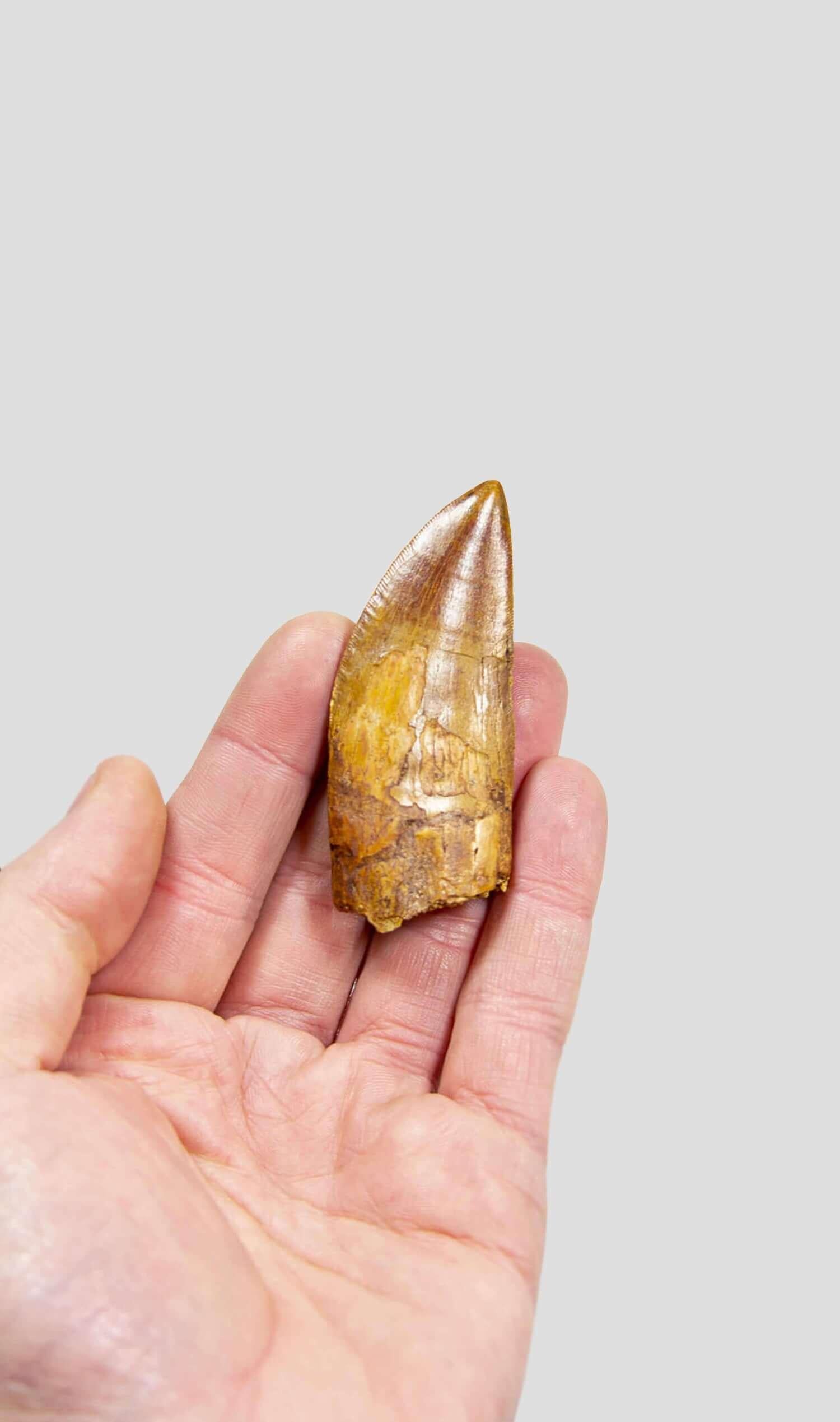 Carcharodontosaurus Saharicus N. Afrikanischer Tyrannosaurus Rex Dinosaurierzahn 80 mm (Nordafrikanisch) im Angebot