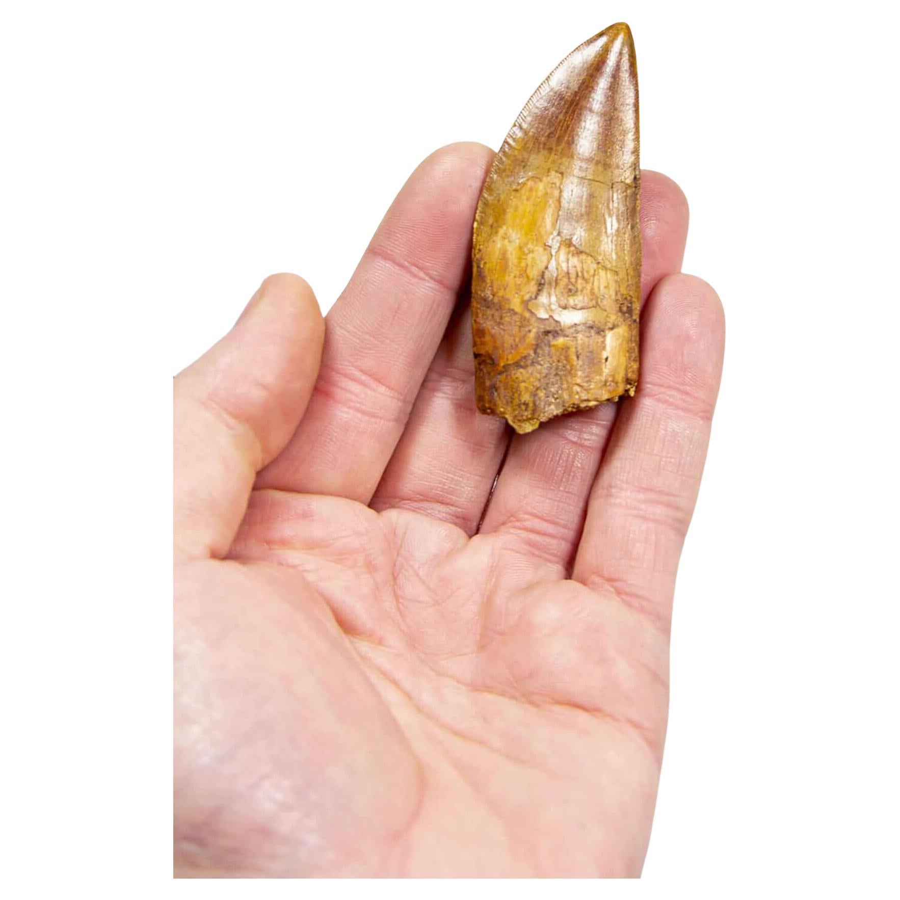 Carcharodontosaurus Saharicus N.African Tyrannosaurus Rex Dinosaur Tooth 80mm