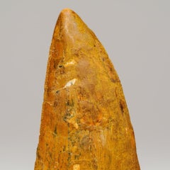 Carcharodontosaurus-Zahn aus der Tegana Formation, Nordafrika