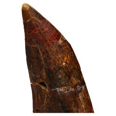 Used Carcharodontosaurus Tooth From Tegana Formation, Morocco
