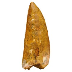 Used Carcharodontosaurus Tooth from Tegana Formation, North Africa