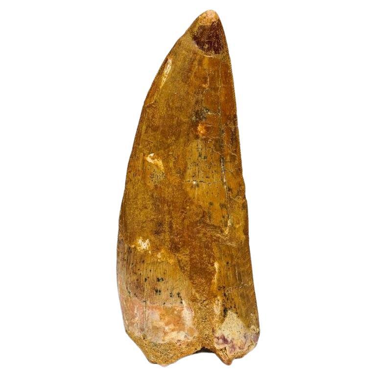 Carcharodontosaurus Tooth From Tegana Formation, North Africa For Sale