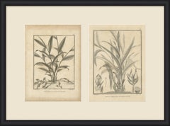 Kardamom aus Malabar und Madagaskar, ein Paar antiker Gewürzteller, 1806
