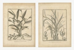 Kardamom aus Malabar und Madagaskar, ein Paar antiker Gewürzteller, 1806