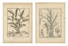 Kardamom aus Malabar und Madagaskar, ein Paar antiker Gewürzteller, 1806